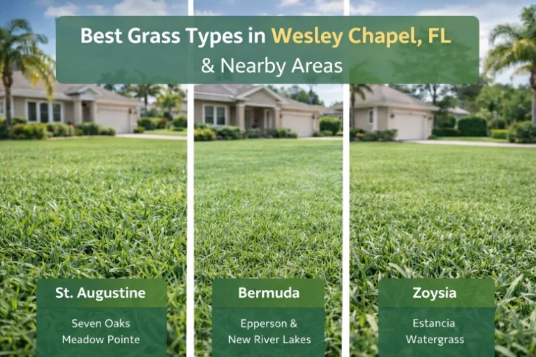grass varieties in wesley chapel and its neighbour hoog communities