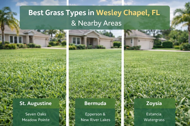 grass varieties in wesley chapel and its neighbour hoog communities